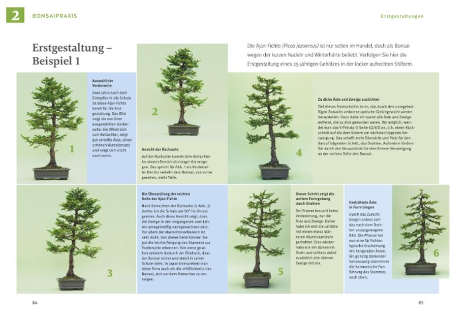 Bonsai ziehen, gestalten und pflegen