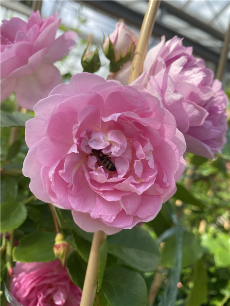 Kletterrose 'Jasmina'