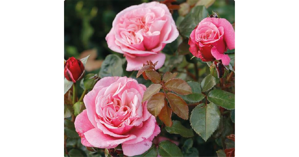 Wild Berry Rosa Edelrose 'Wildberry', Rosa 'Wildberry' beerenrot bis zartrosa - Seebauer