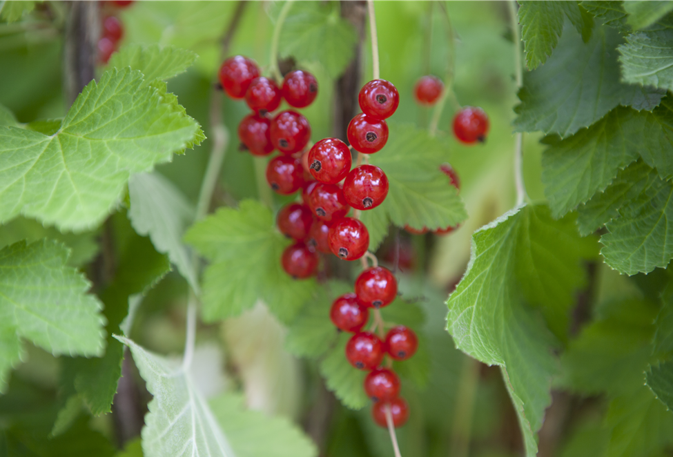Ribes rubrum
