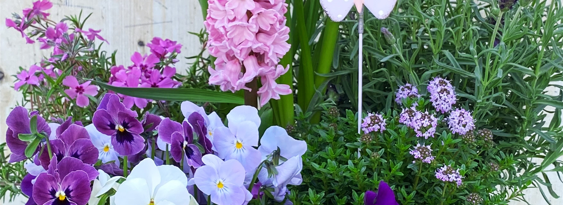 Frühling in Rosa&Lila