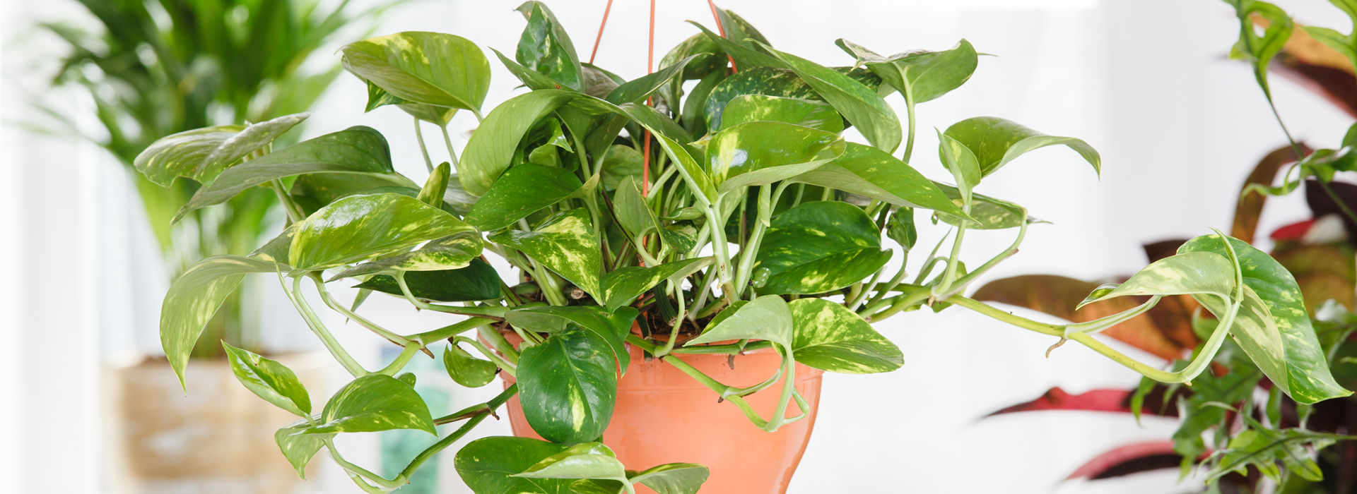 Epipremnum aureum