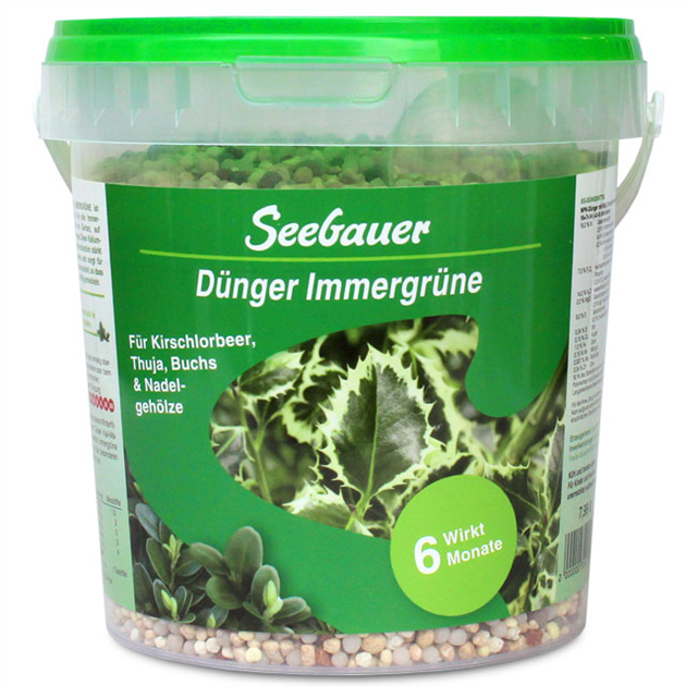 monstera adansonii gelbe blätter Monstera Adansonii Stecklinge Seltene Zimmerpflanze main image 0