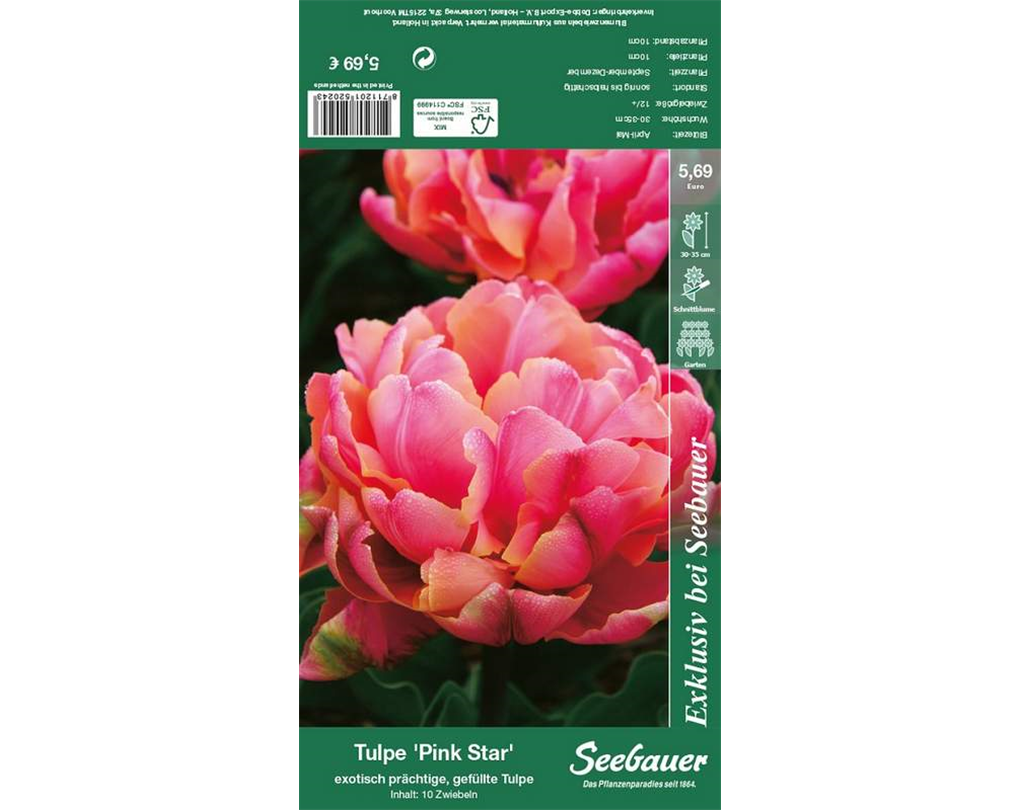 Tulipa 'Pink Star' lachsrosa 