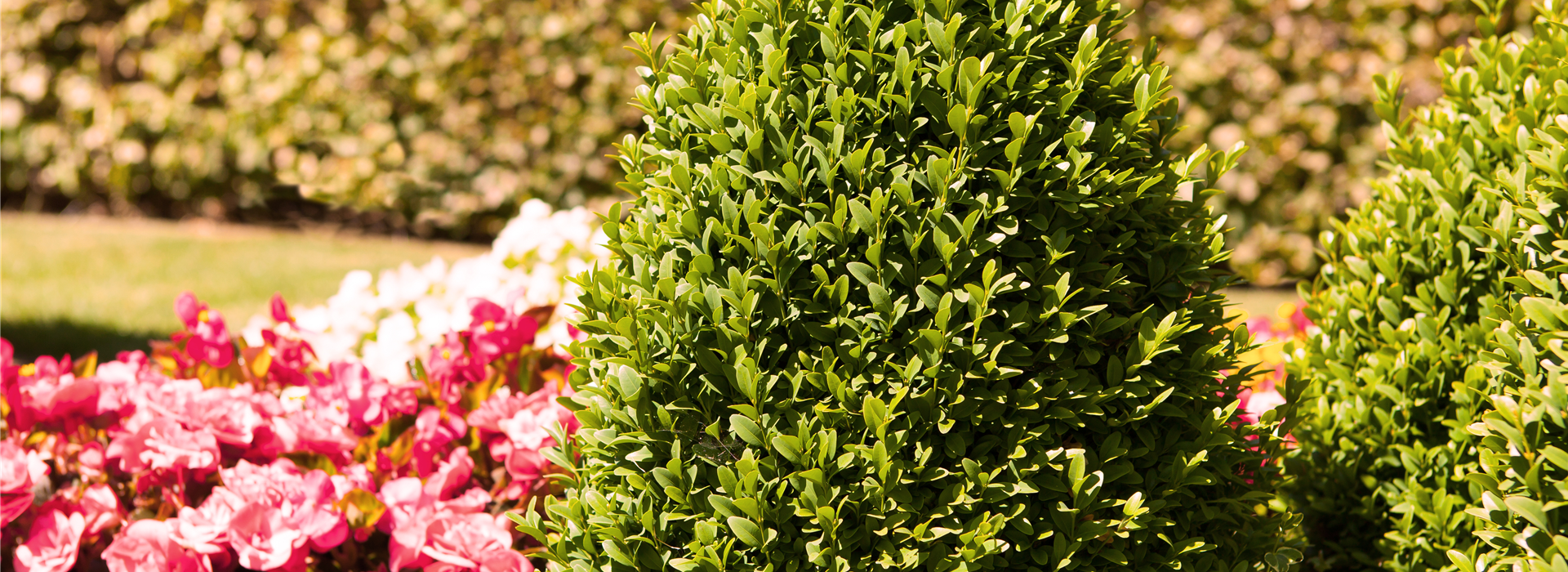 Buxus sempervirens var