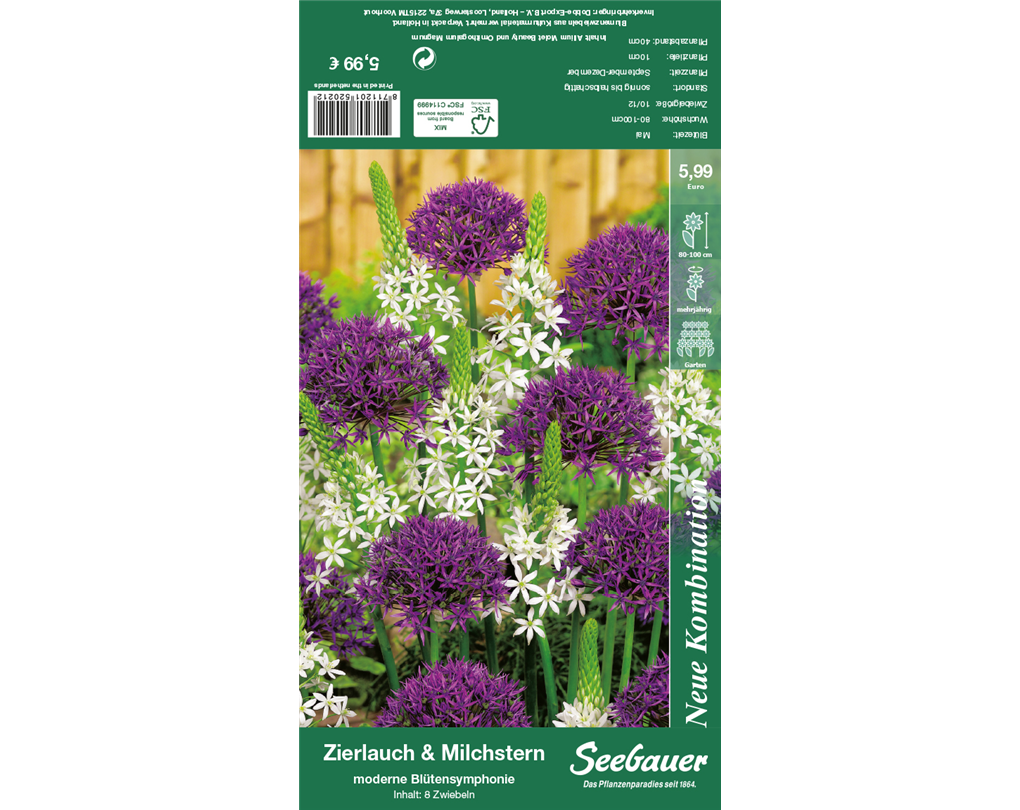 Allium 'Violet Beauty' und Milchstern 