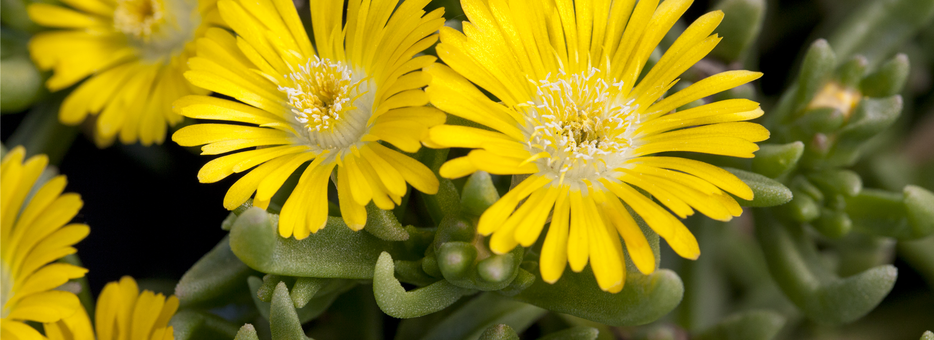 Delosperma 'Wheels of Wonder'®