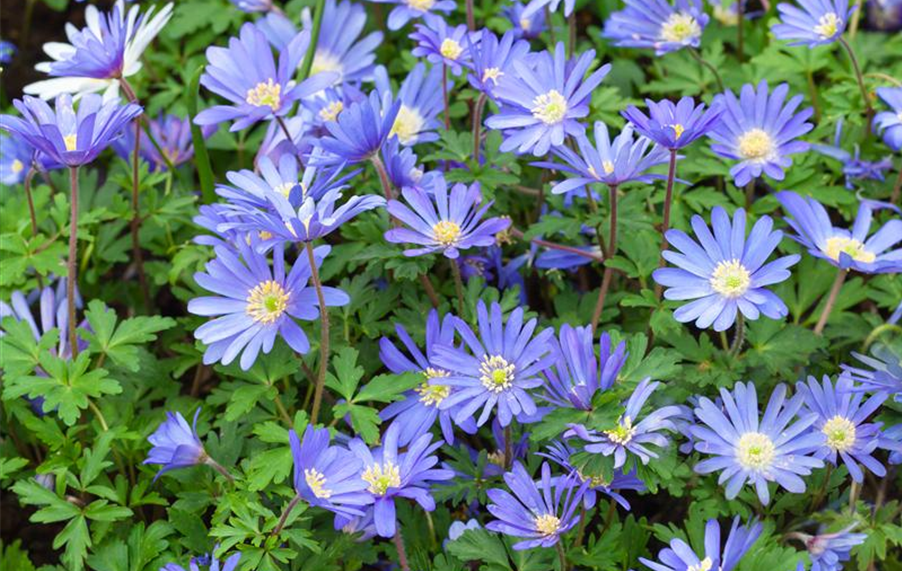 Anemone blanda