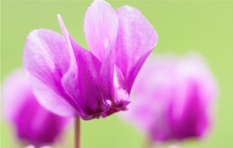 Cyclamen hederifolium 'Ivy Ice Purple'