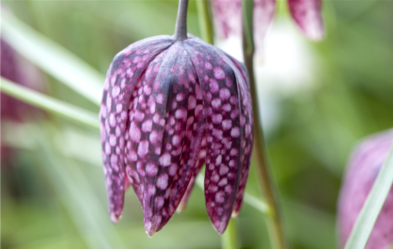 Fritillaria meleagris