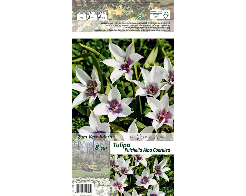 Tulipa fosteriana 'Alba Coerulea' weiß mit blauer Mitte 