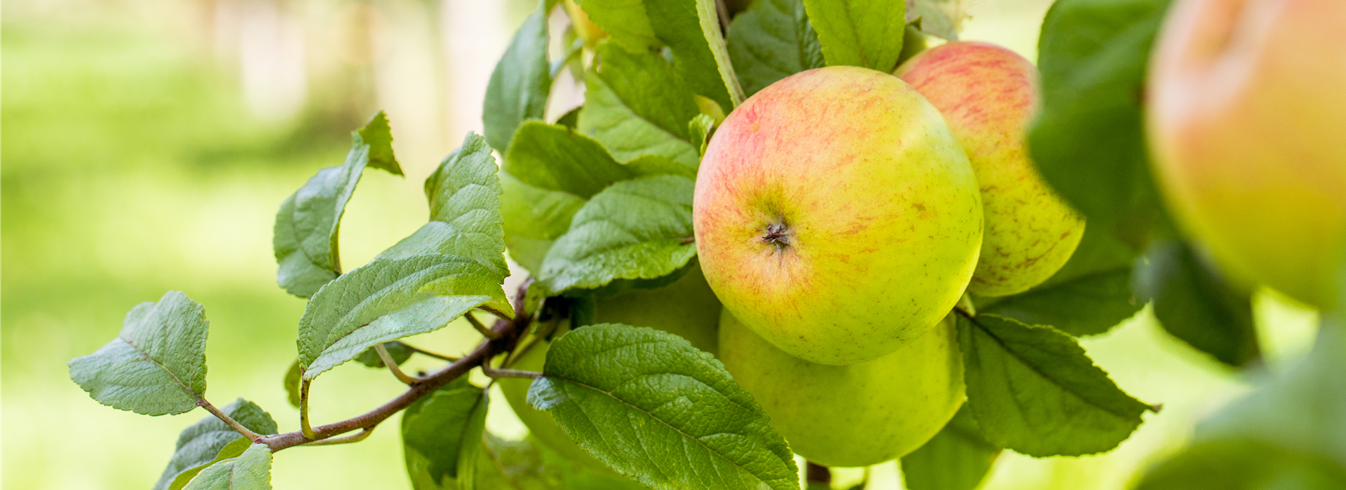 Malus domestica 'Roter Berlepsch'