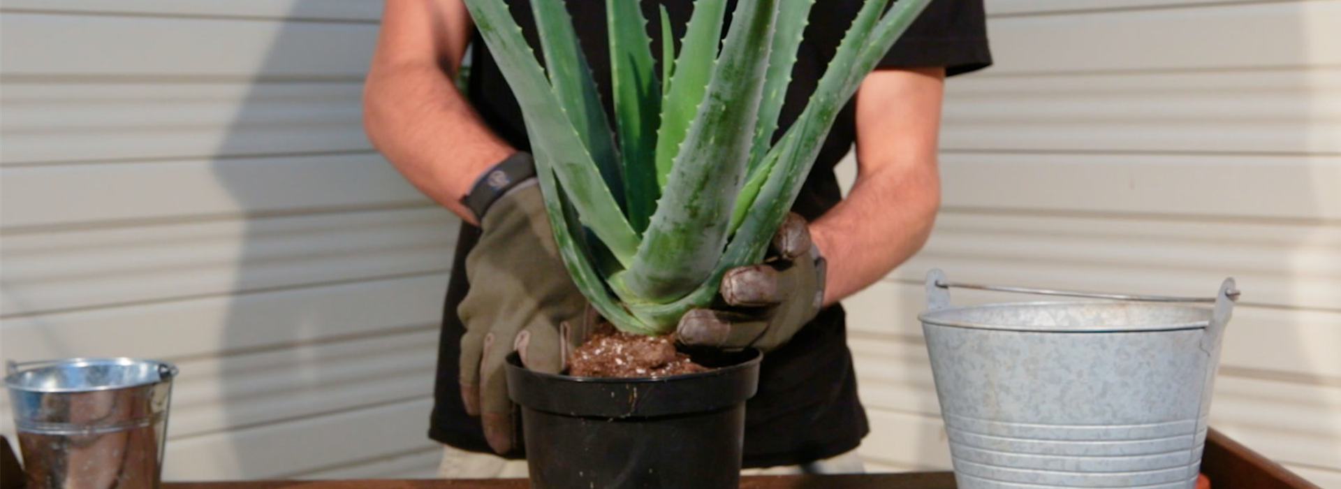 Aloe Vera - Umtopfen (Thumbnail)