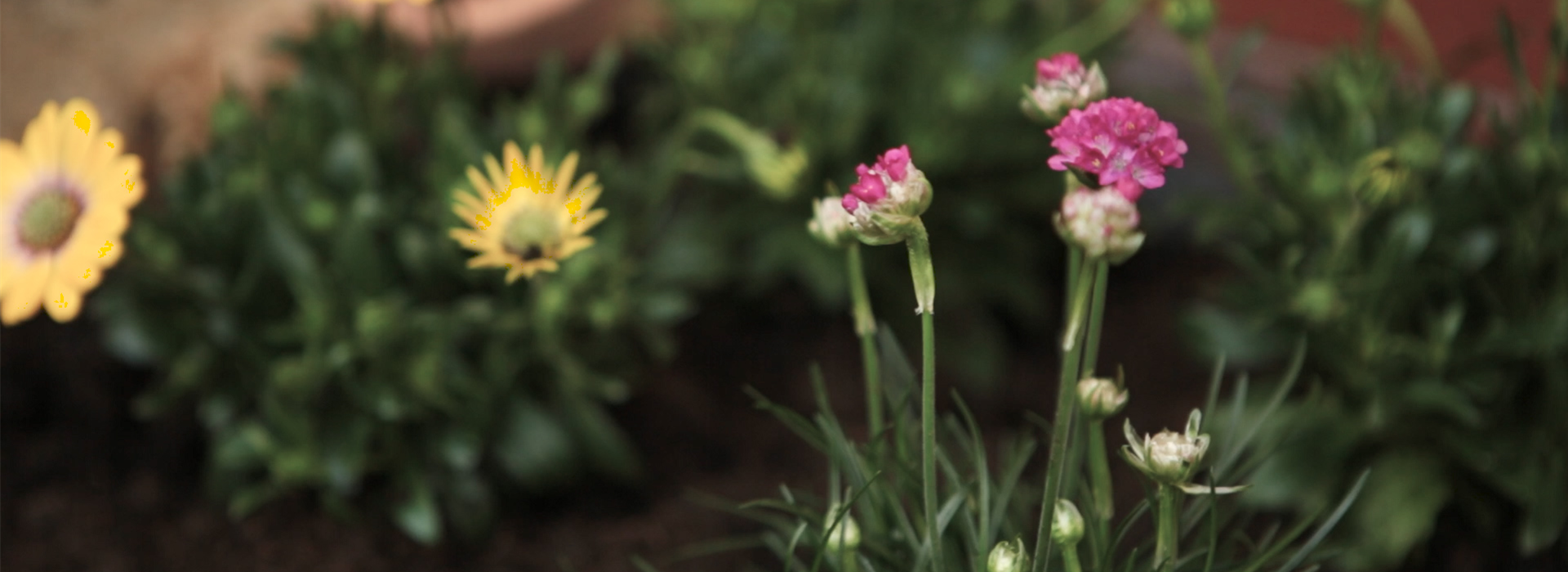 Strandgrasnelke - Einpflanzen im Garten (Thumbnail)
