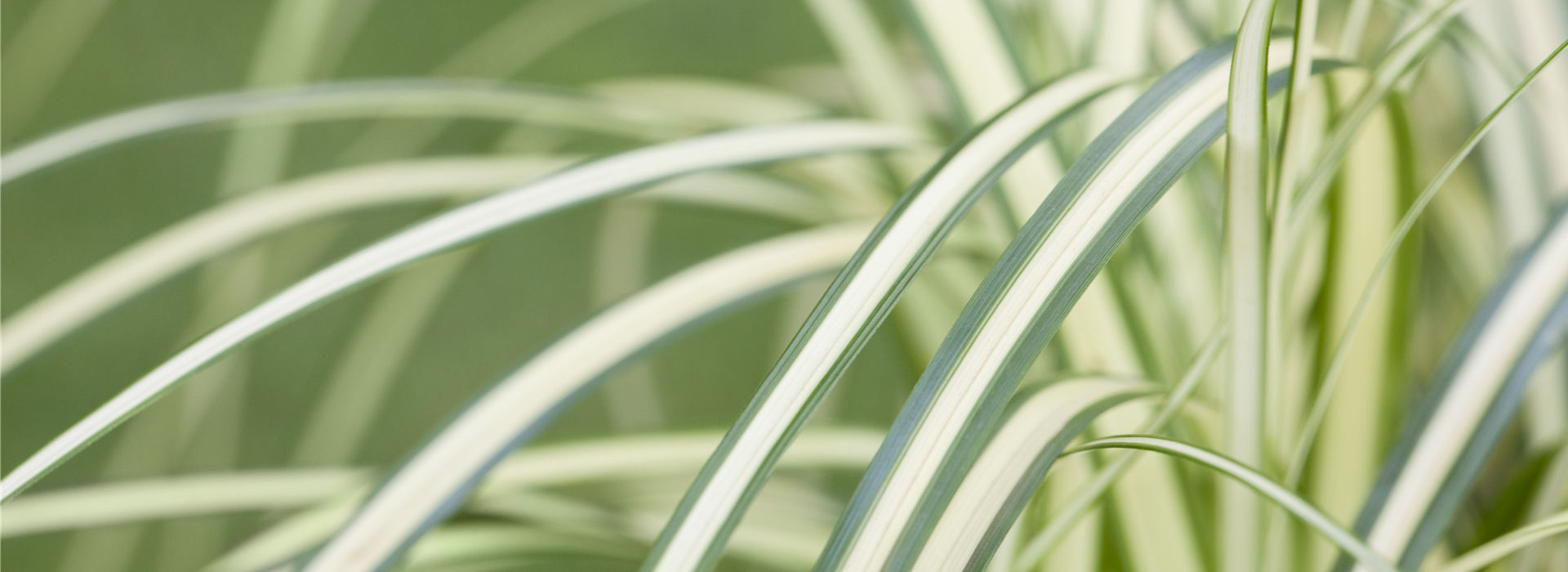 Carex oshimensis 'Evergold'