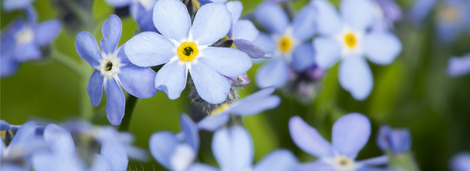 Myosotis sylvatica, blau