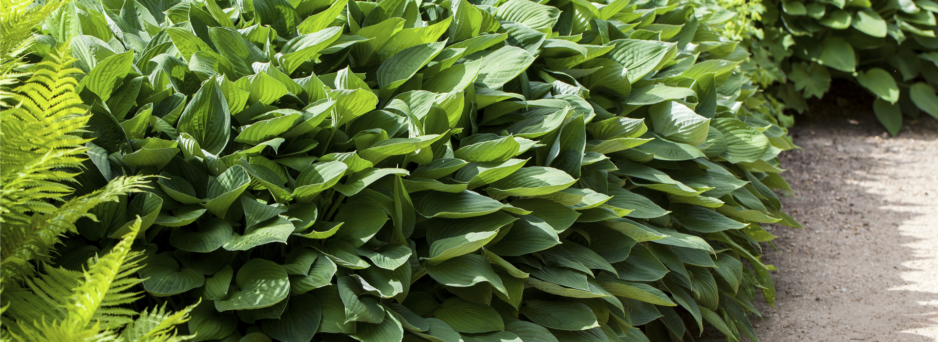 Hosta