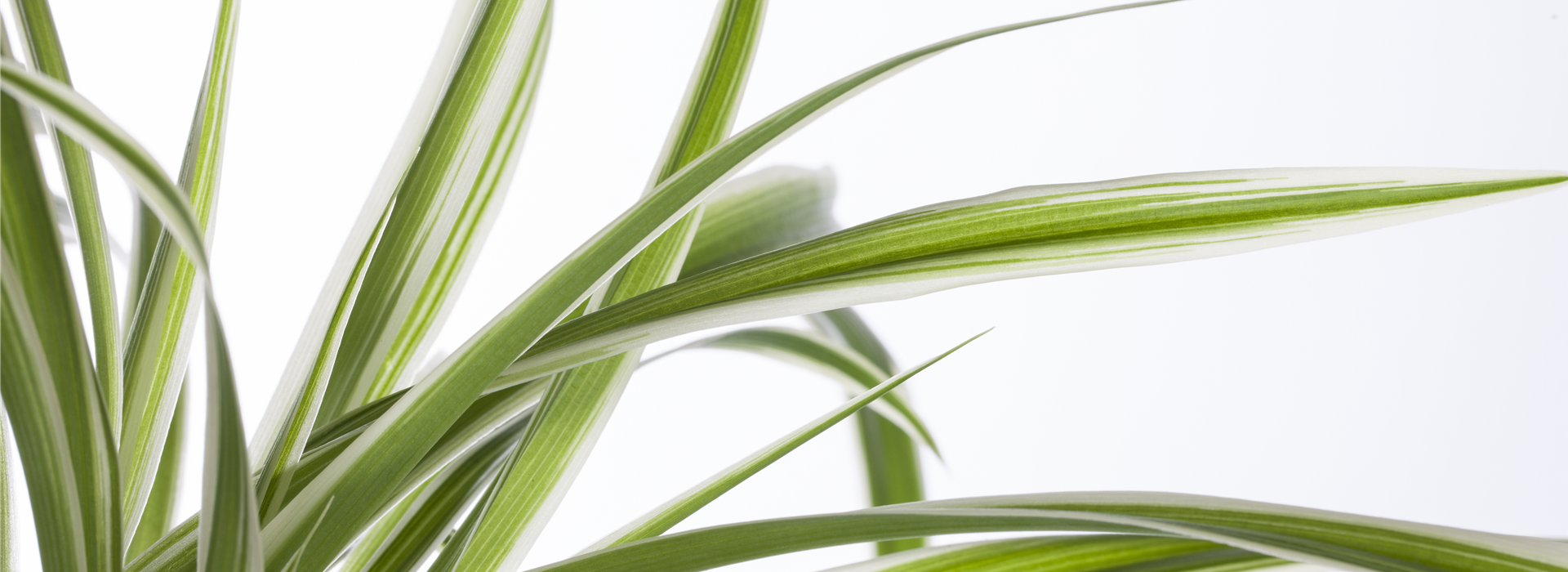 Chlorophytum comosum 'Variegatum'