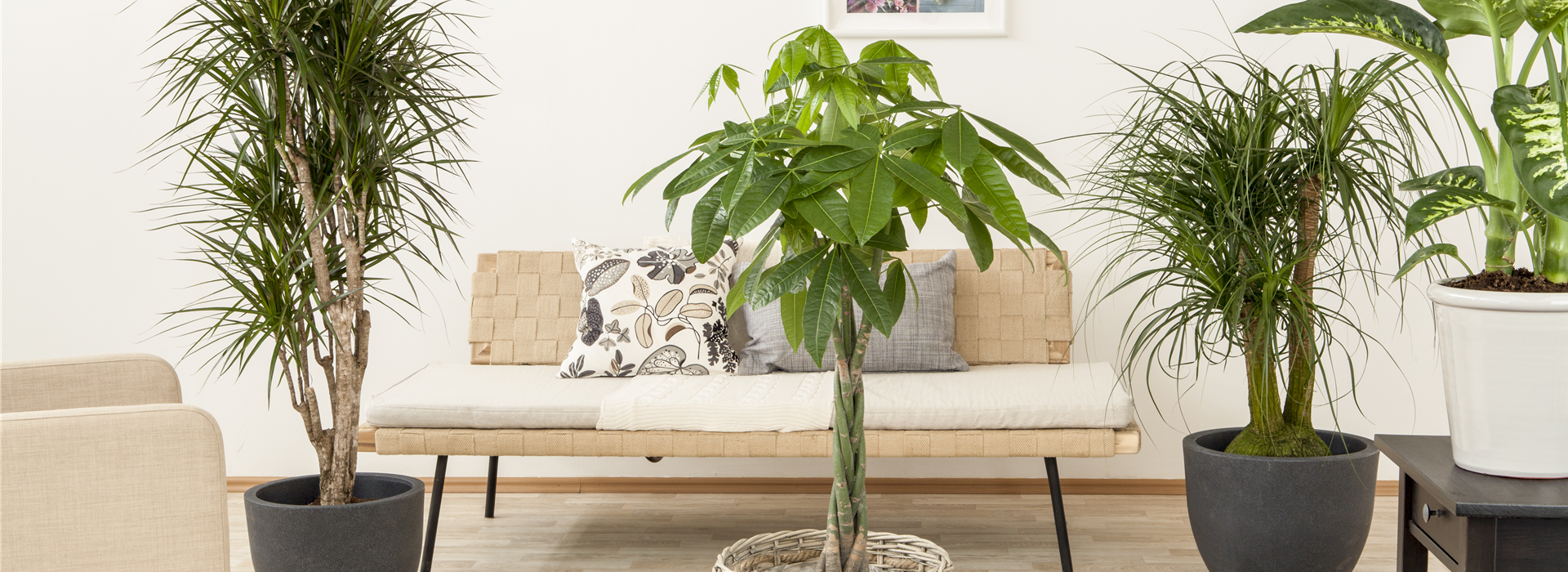 Beaucarnea recurvata