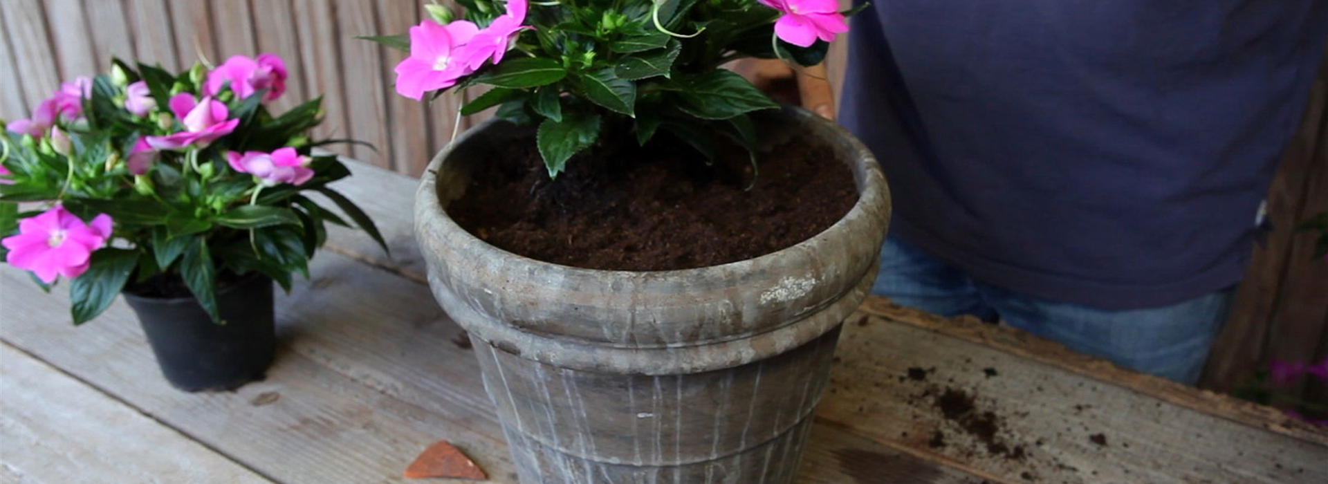 Edellieschen - Einpflanzen in ein Gefäß (4)