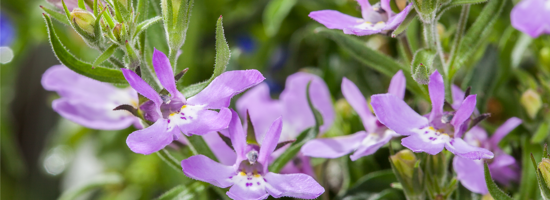 Lobelia erinus