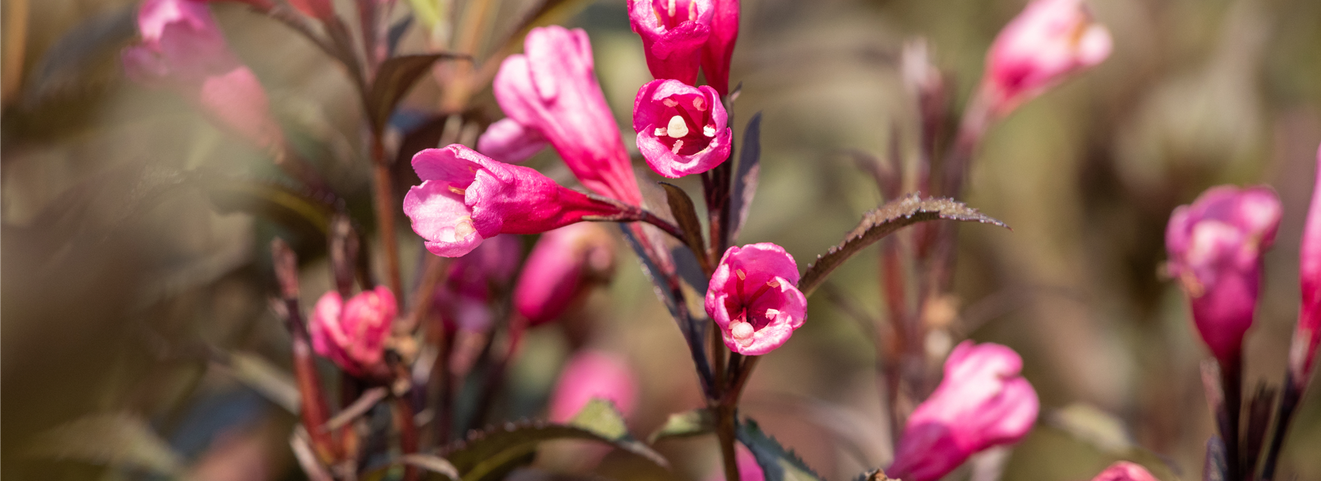 Weigela florida 'Victoria'