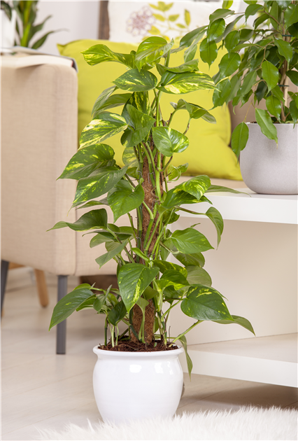 fargesia hochwachsend Fargesia robusta 'Formidable'