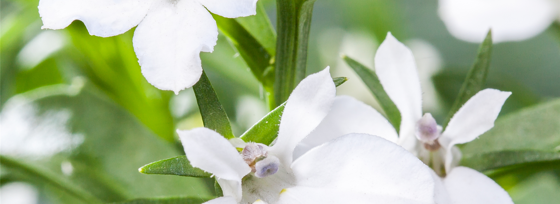 Lobelia erinus, weiß