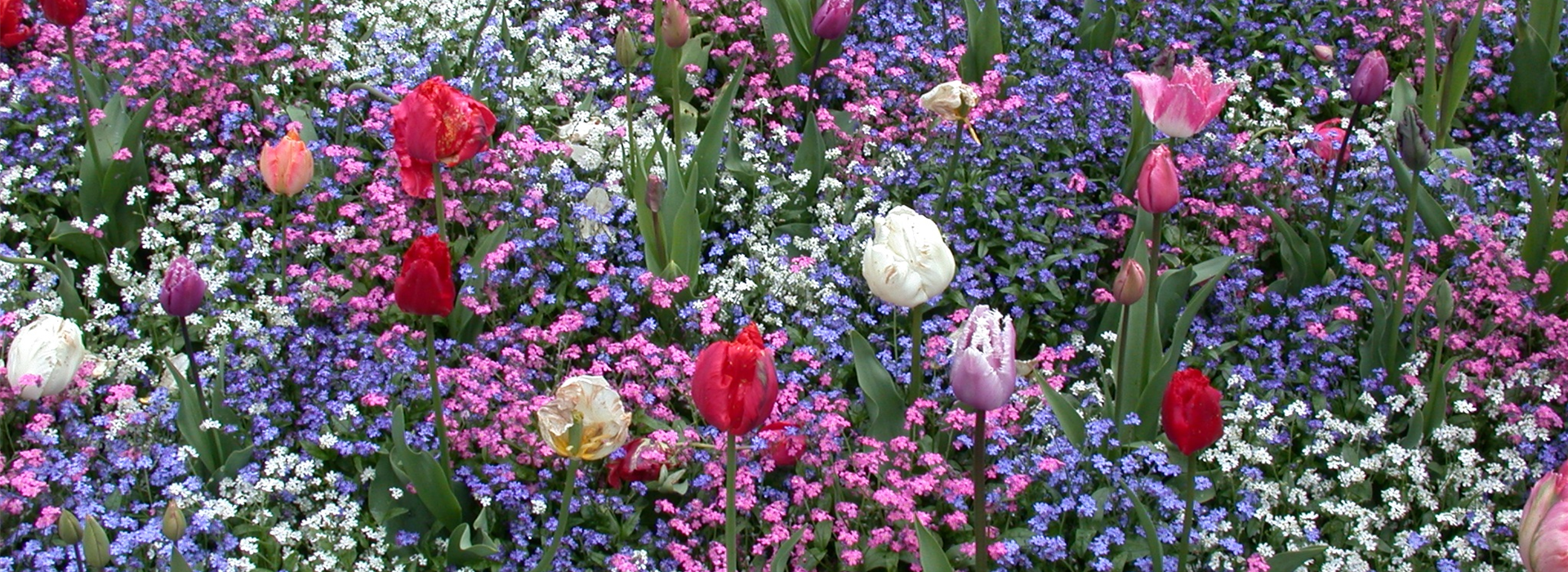 Myosotis sylvatica, Tulipa