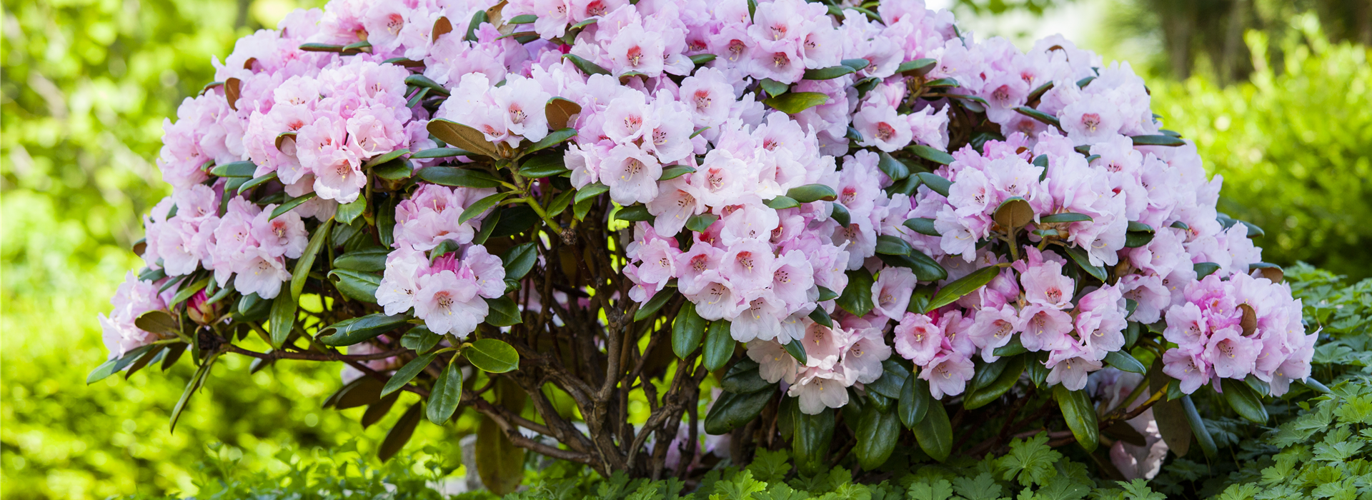 Rhododendron yakushimanum