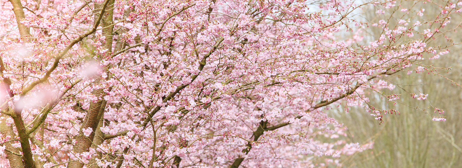 Prunus subhirtella 'Accolade'