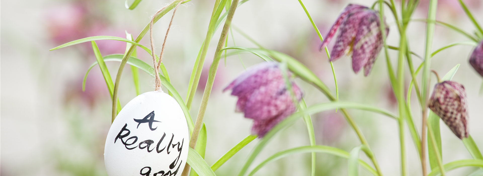 Fritillaria meleagris