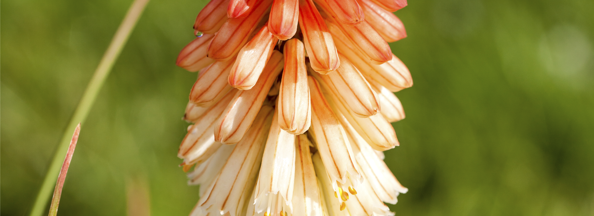 Kniphofia uvaria 'Papaya Popsicle'