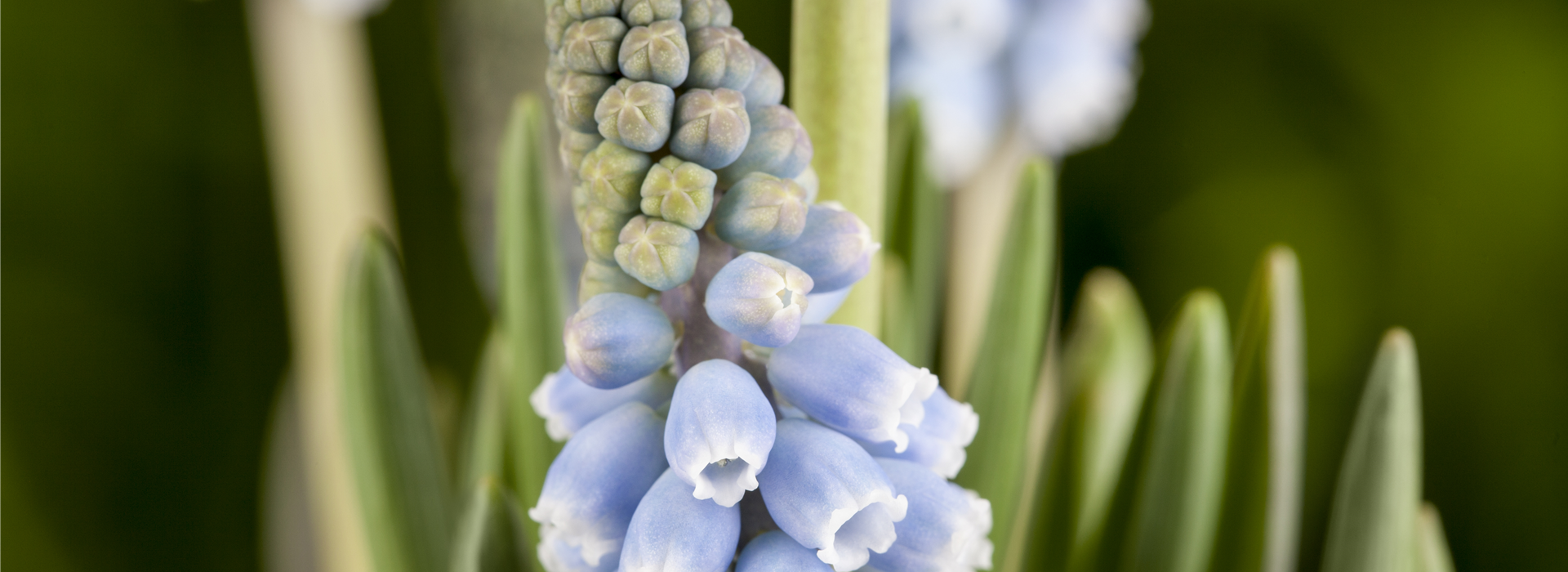 Muscari