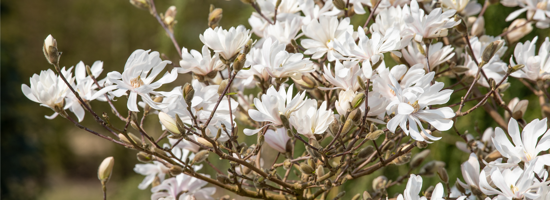 Magnolia stellata 'Royal Star'