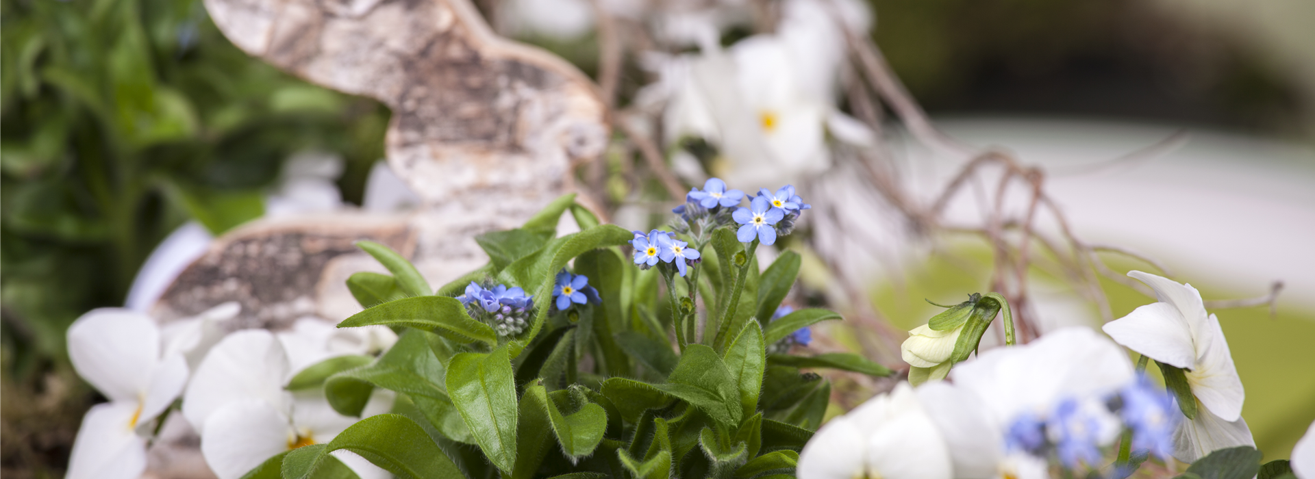Myosotis sylvatica