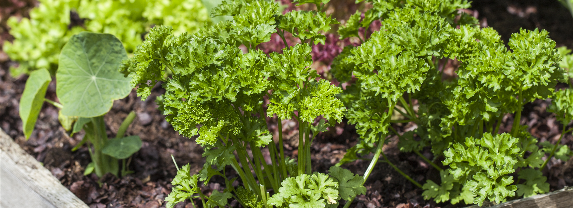 Petroselinum crispum