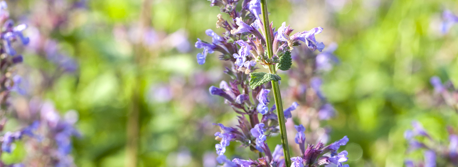 Nepeta