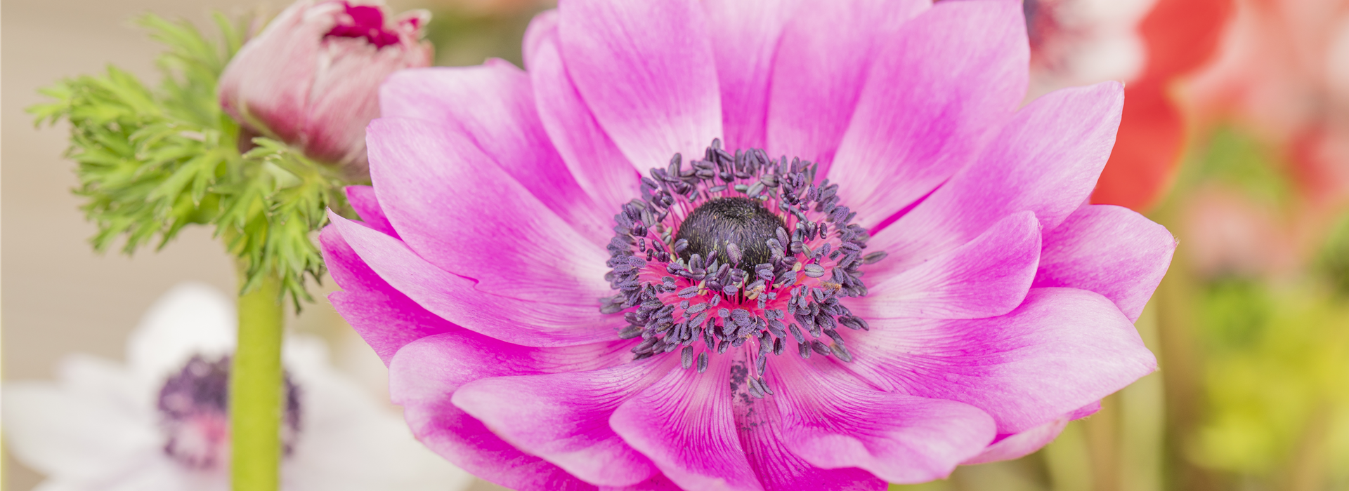 Anemone coronaria