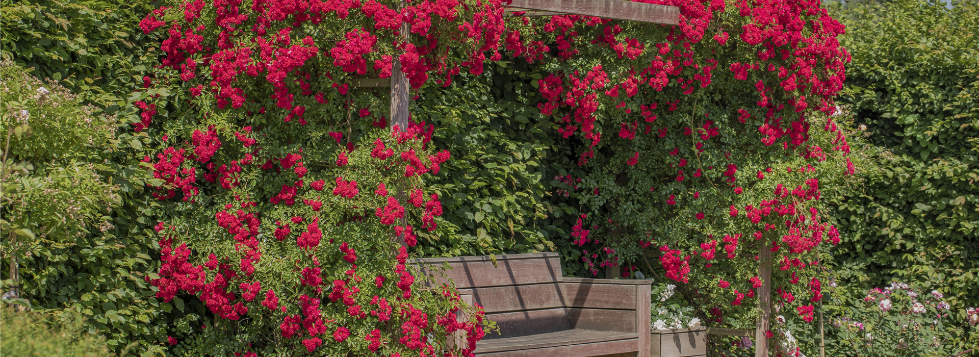 Kletterrose, rot