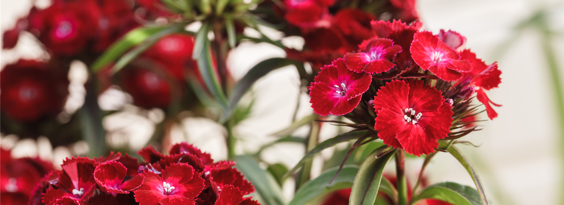 Dianthus barbatus, rot