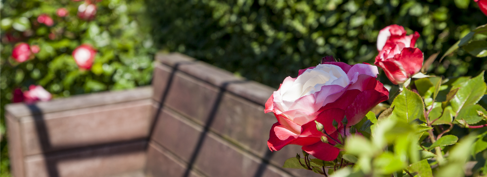Rosa
