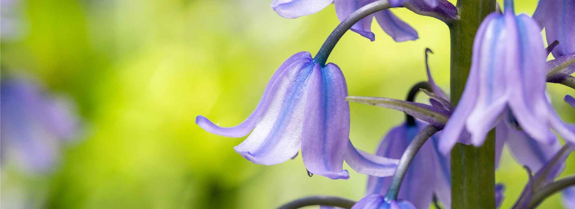 Hyacinthoides hispanica