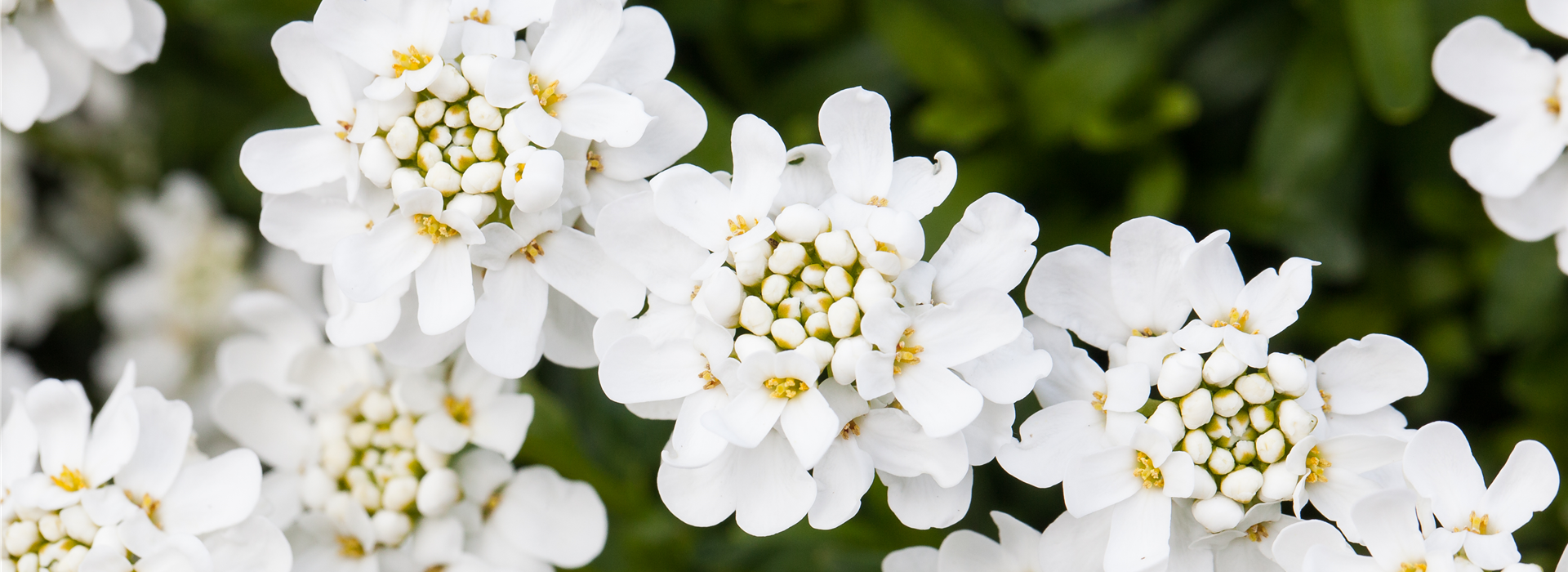 Iberis sempervirens 'Schneeflocke'
