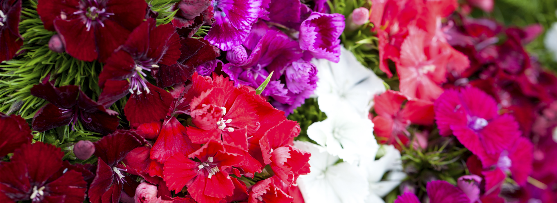 Dianthus barbatus