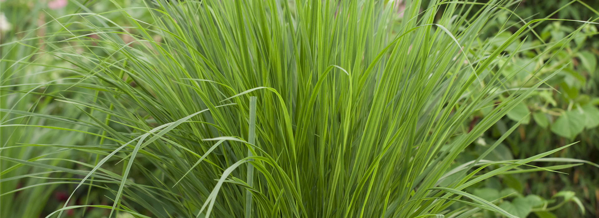 Panicum virgatum 'Northwind'