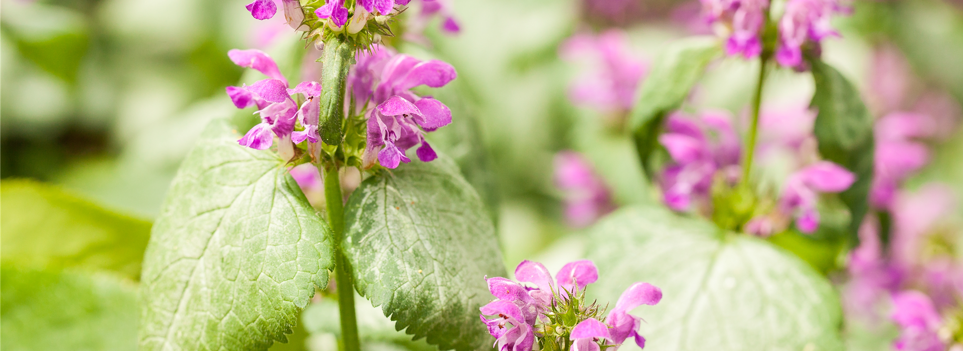 Lamium maculatum