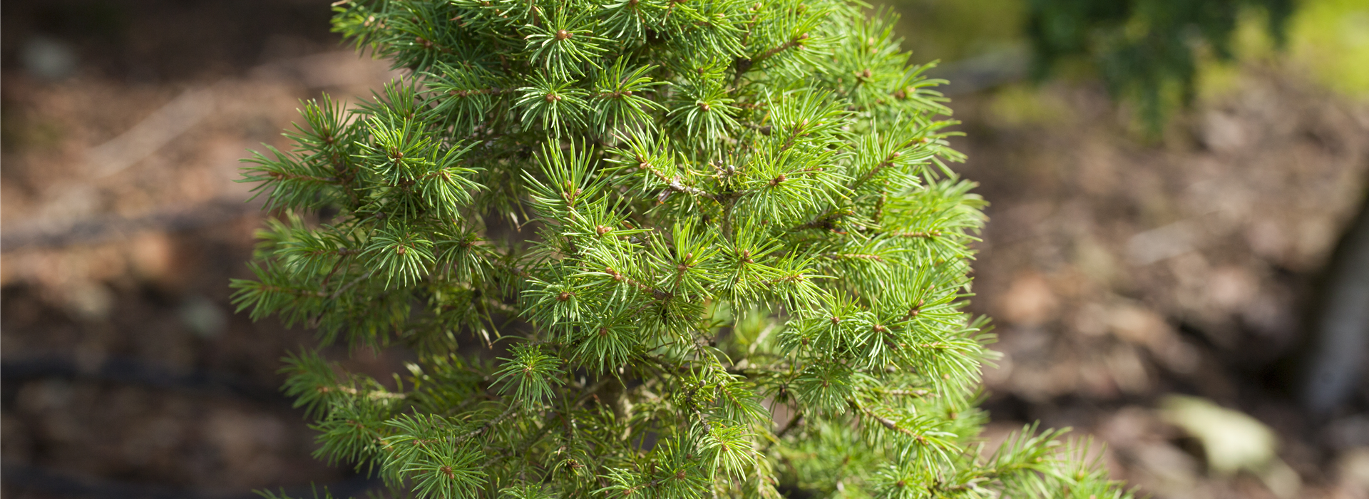 Picea glauca 'Biesenthaler Frühling'