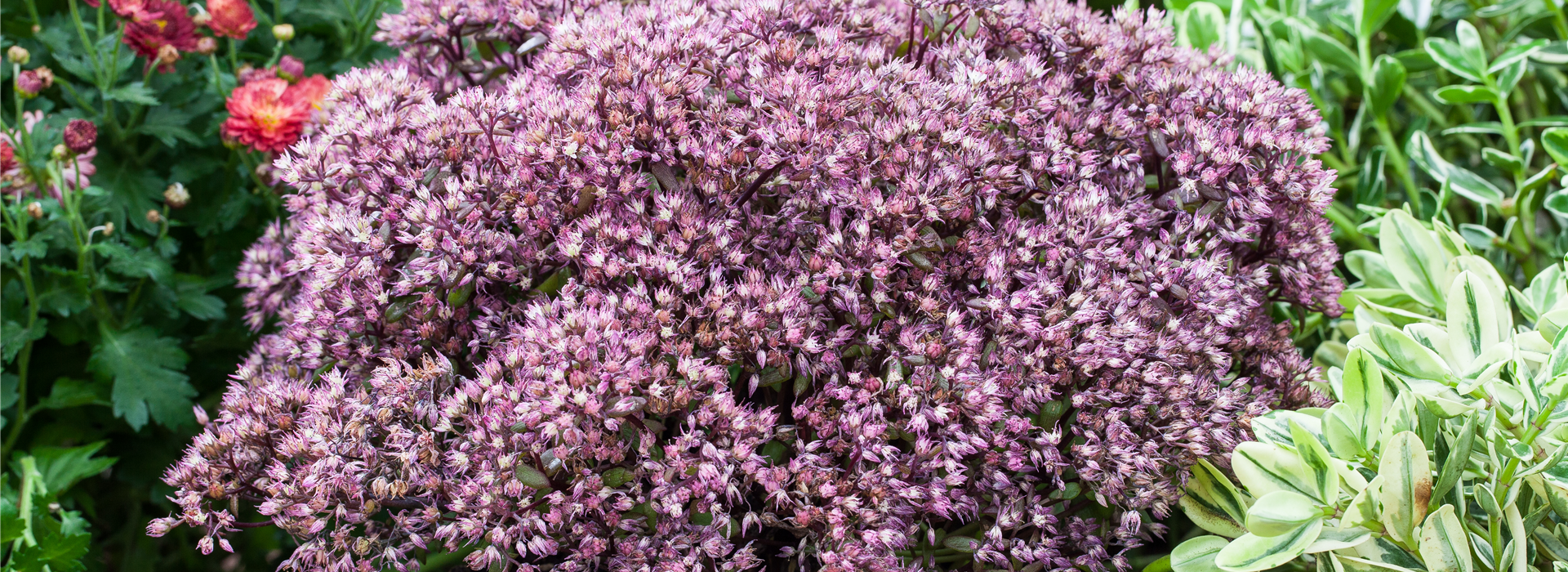Sedum