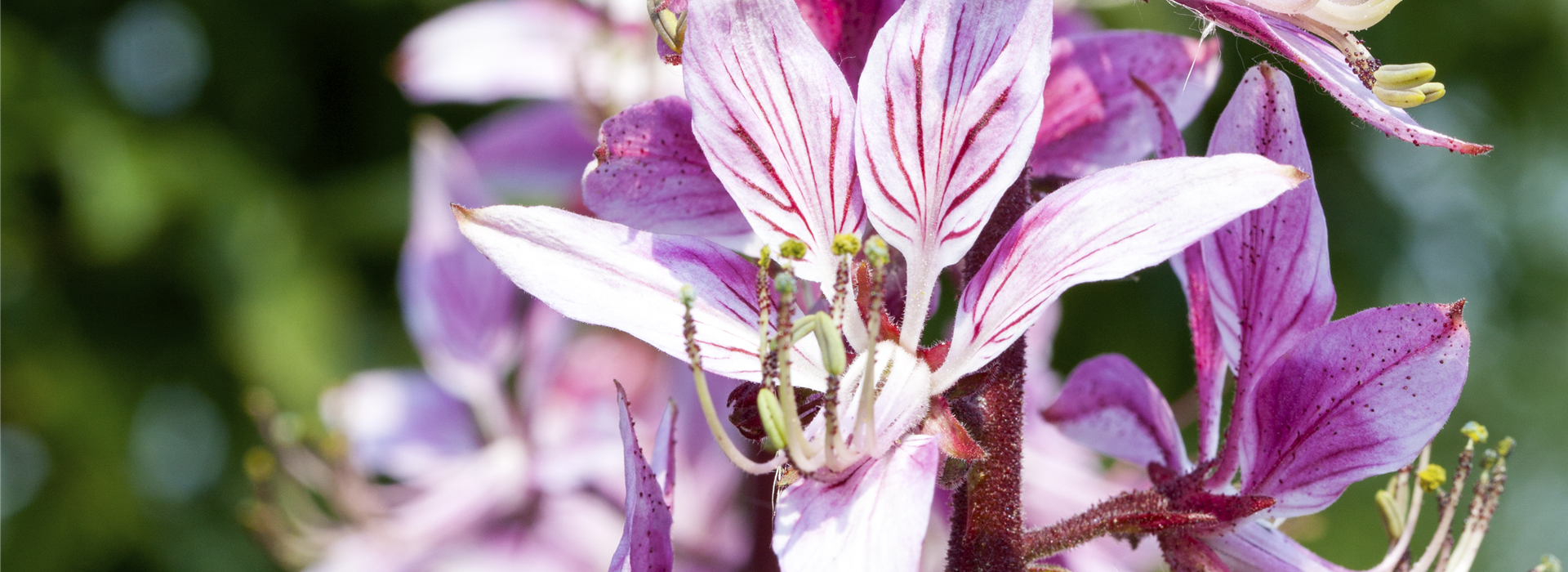Dictamnus albus